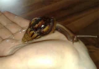 Achat Schnecken abzugeben achatina fulica
