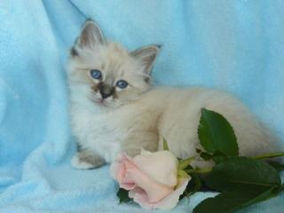 Heilige Birmakitten