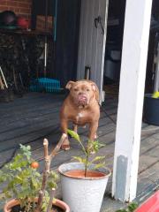 Boxer/Dogge/bulldogge