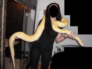 Tigerpython Albino