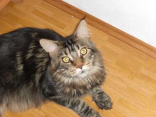 Schöner Maine Coon Kater abzugeben