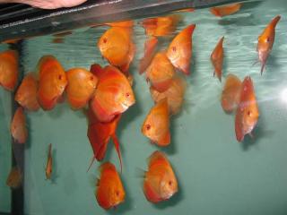 Diskus red melon, red royal