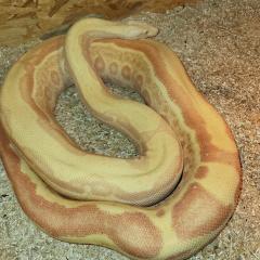 Boa c. i. adult abzugeben verschiedene Morphen