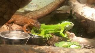 Pärchen Grüne Leguane iguana iguana ab zu geben