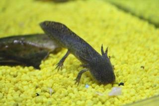 Axolotl natur und albino Ambystoma mexicanum