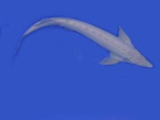 Albino Sterlet-Störe-Sterlet günstig / Fa. Fördefisch online bestellen