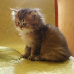 Highlander Kitten.