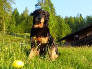 Junge Hovawart Dame