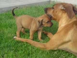 Reinrassige Rhodesian Ridgeback Welpen ohne Papiere zu verkaufen