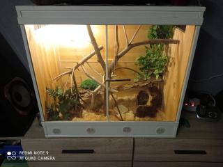 Wildfarbende Kornnatter