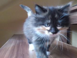 5 wunderschöne reinrassige main coon kitten suchen in zwei wochen ein liebevoll
