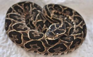 Bothrops alternatus - Halbmondlanzenotter NZ 2021