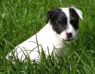 Jack Russell Terrier Rüde tricolo hochbeinig