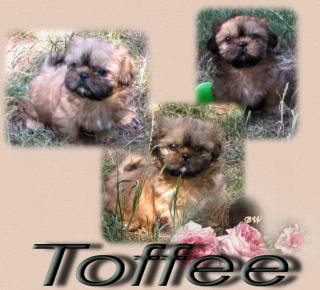 Shih Tzu Girl und Boy