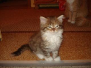 MaineCoon-Kätzchen