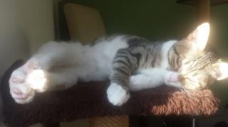 Katzenkind sucht zu Hause