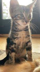 Katzenbabys Kitten 12 Wochen alt