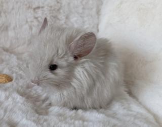 Chinchilla Jungtiere Normalfell und Angora