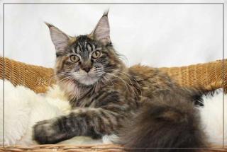 Wunderschöne Maine Coon Jungtiere und Kastraten