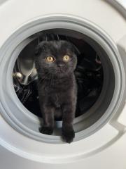 BKH 6 Monate alt Kater