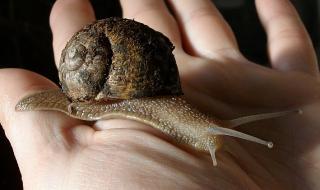 Gefleckte Weinbergschnecke, Cornu aspersum