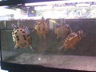 Verschenke 4 Gelbwangen Wasserschildkröten