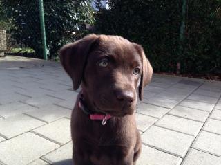 Labrador Weib. , Schokobraun