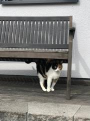 Schöne Katzendame abzugeben