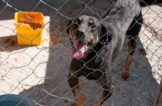 Dobri sucht ganz dringen ein liebes Zuhause oder Paten