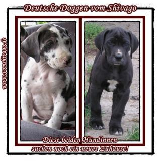 Deutsche Doggen vom Shivago