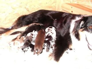 Bildschöne Australian Shepherd Welpen