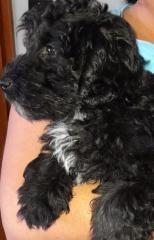 Mix Mischling Tibet Zwergpudel Welpen abgabebereit Mini Mix Pudel