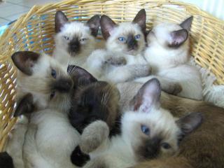 Siamkatzenbabys alte Thairasse