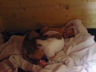 Hallo wir sind zwei von 4 chihuahua weibchen und suchen noch