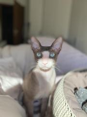 Deckkater