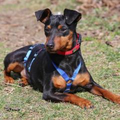 ROOSVELT - männlich 2 Jahre 27 cm 5 kg Rehpinscher Gechipt Kastriert