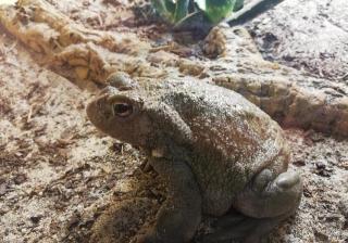 Bufo Alvarius Coloradokröten abzugeben