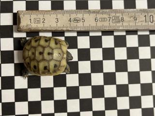 THH und THB griechische Landschildkröten Nachzuchten 2022