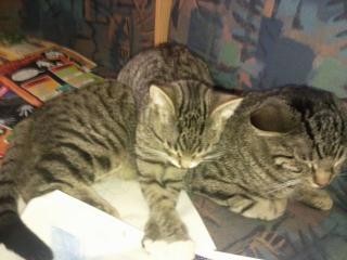 Katzenpärchen