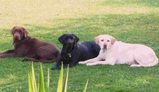 Labradorwelpen aus liebevoller Zucht LABRADOR