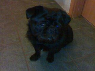 Mopsmix