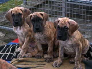 Deutsche Doggen-Welpen in Gelbgestromt