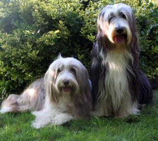 Bearded Collie Welpen
