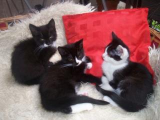 Main Coon Mix Baby