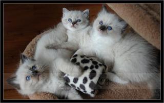 Ragdollkitten in Schleswig-Flensburg ab August 2021 abzugeben