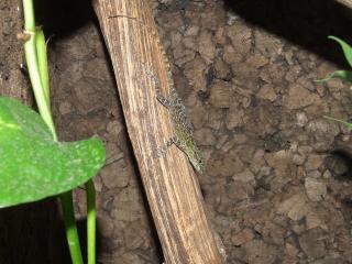 Anolis distichus ignigularis