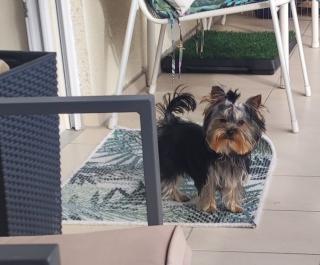 Yorkshire Terrier Rüde