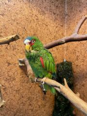Suche möglichst alte Weißstirn-Amazonen-Henne