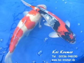 Koi Tripond Peroxyd Teichpumpen Trippond Koifutter Algenkiller Laichbürste