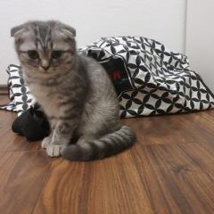 BKHKITTEN tabby abgabebereit
